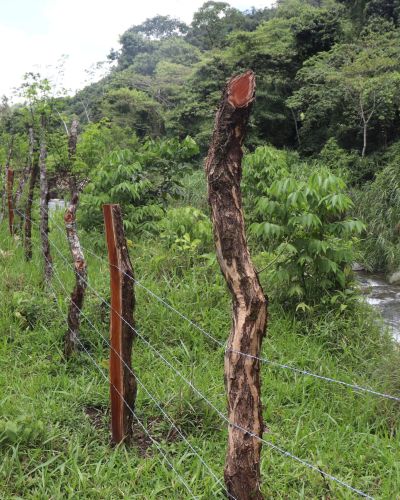 Restauración forestal en zonas de protección hídricas, fortaleciendo la gobernanza en la subcuenca del río Caisán, cuenca hidrográfica del río Chiriquí Viejo”