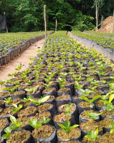 Implementaci&oacute;n de Sistemas Agroforestales y de Conservaci&oacute;n de Suelos en la Parte Alta de la Cuenca Hidrogr&aacute;fica del R&iacute;o Santa Mar&iacute;a