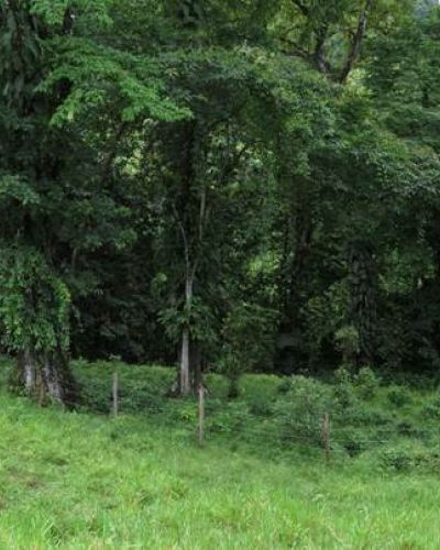 Restauración ecológica del bosque de galería de la subcuenca del río Boquerón, Cuenca Hidrográfica del Canal de Panamá, Parque Nacional Chagres