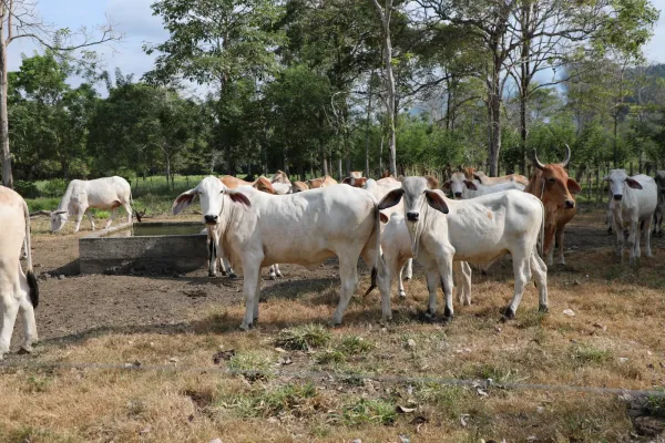 <p>Sistemas silvopastoriles, manejo eficiente del agua y conservación de fuentes hídricas forman parte de las estrategias implementadas para fortalecer la productividad y la resiliencia de las fincas en Garachiné, Darién. Antonio Bonilla Santos, hombre del campo y productor ganadero del área de Garachiné, en Darién, recuerda con orgullo y buen ánimo los obstáculos a los [&hellip;]</p>