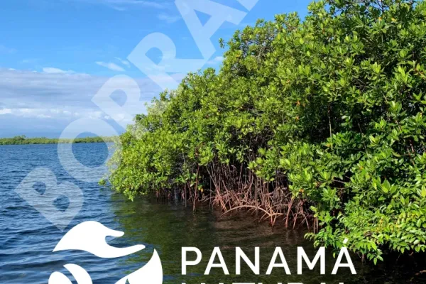 <p>Ciudad de Panamá, febrero de 2026- Con un lleno total que superó los 500 asistentes, el Ateneo de Ciudad del Saber se convirtió en el escenario en donde la comunidad científica, académicos, ambientalistas, estudiantes y amantes de la naturaleza pudieron disfrutar del documental “Tesoro del Caribe”. La velada sirvió para conmemorar el aniversario 20 del [&hellip;]</p>