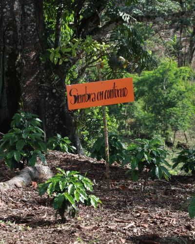 Establecimiento de proyectos de reforestaci&oacute;n ribere&ntilde;a y agroforester&iacute;a con sistemas de caf&eacute; y de conservaci&oacute;n de suelos en la subcuenca del r&iacute;o Cais&aacute;n,