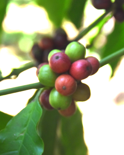 Conservación y protección de los bosques galería
