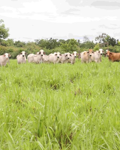 Medidas de adaptación al cambio climático para la cría de ganadería sostenible en la cuenca media y baja del río Santa María