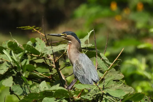 <p>Ciudad de Panamá, septiembre 2025 — Fundación Natura participó en el Sexto Encuentro Nacional de Desarrollo Sostenible (ENADES 2025), celebrado en el Club David, provincia de Chiriquí, presentando el panel “Soluciones Basadas en la Naturaleza (SbN) como medidas para la protección de la biodiversidad aplicada a la gestión de los territorios”. Este espacio, desarrollado en [&hellip;]</p>