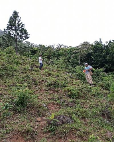 Restauraci&oacute;n ecol&oacute;gica del bosque de galer&iacute;a de cinco quebradas de la serran&iacute;a del Tute, subcuenca del r&iacute;o Bulab&aacute;, cuenca hidrogr&aacute;fica del r&iacute;o Santa Mar&iacute;a
