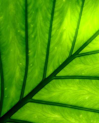 Capacity Building Program