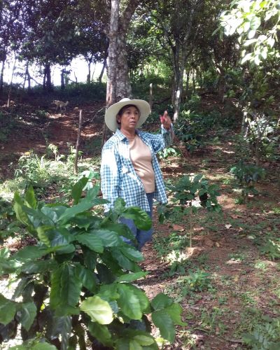 Bosque de galer&iacute;a y buenas pr&aacute;cticas agropecuarias en r&iacute;o Gallito, cuenca hidrogr&aacute;fica r&iacute;o Santa Mar&iacute;a