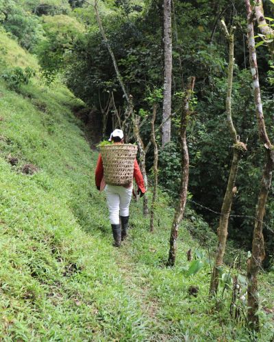 Restauración de paisajes forestales con enfoque adaptativo en el río Caisán, cuenca hidrográfica del río Chiriquí Viejo