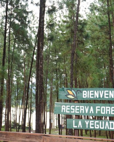 La Yeguada Forest Reserve