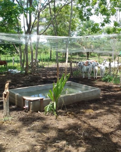 Alternativas para la Ganadería Sostenible y la Conservación de la Biodiversidad en sitio Garachiné, microcuenca del río San Antonio, Parque Nacional Darién