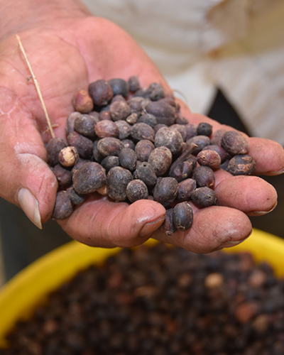 Coffee marketing model